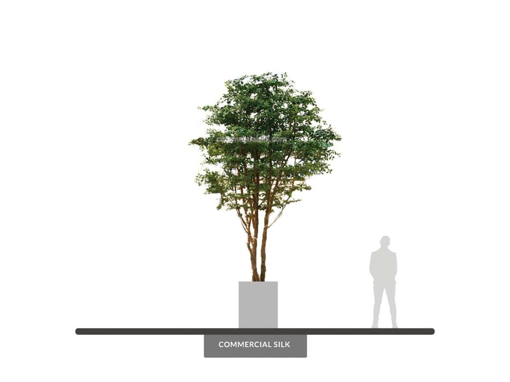 Black Olive Tree, 16' ID# BOCMX6