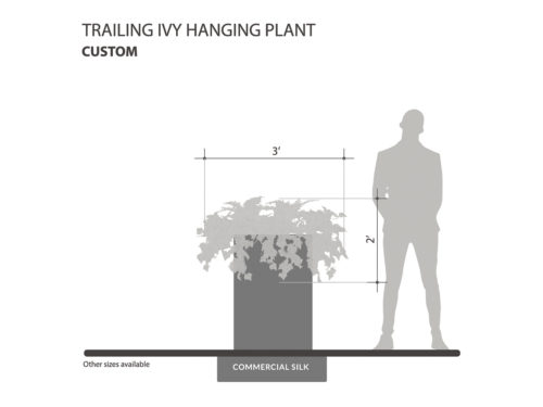 Trailing Ivy Hanging Plant