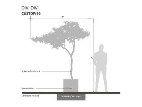Divi Divi Tree ID# CUSTDIV96