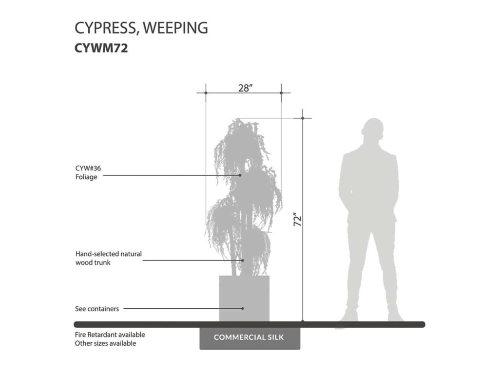 Weeping Cypress Tree ID# CYWM72
