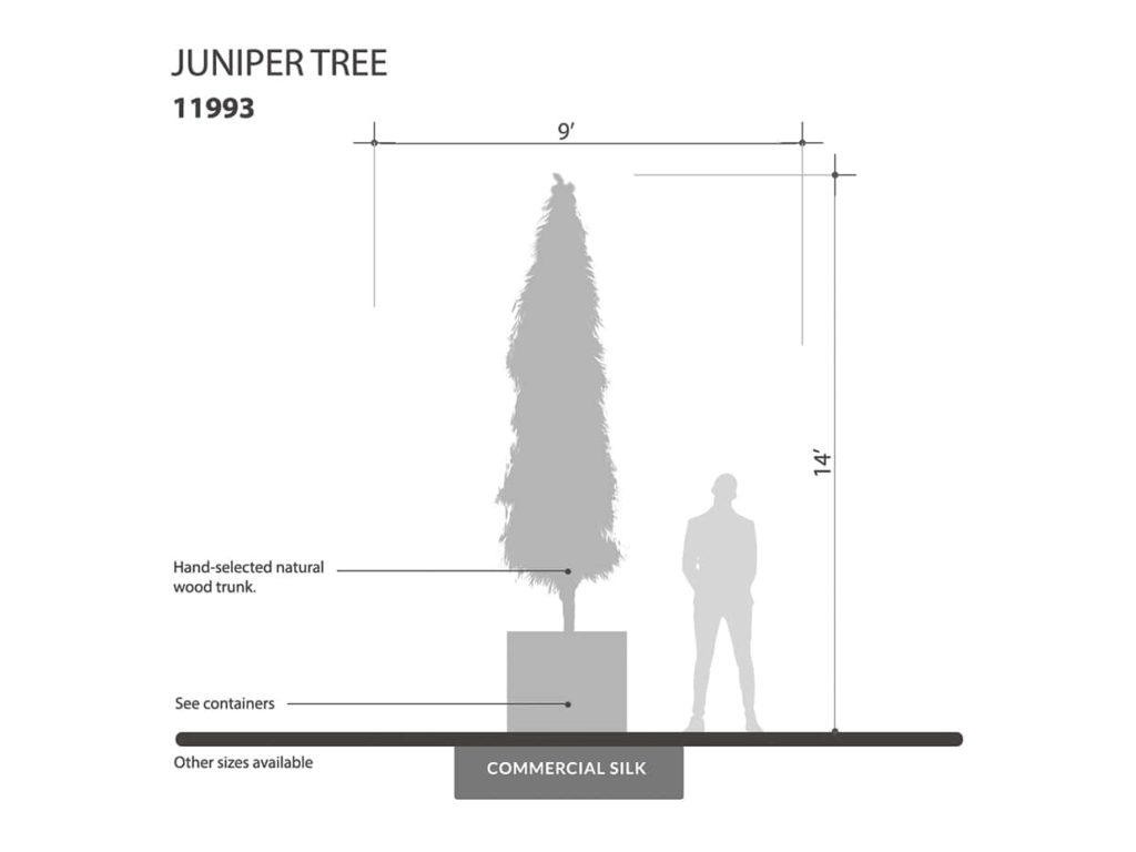 Juniper Tree, Outdoor ID# 11993
