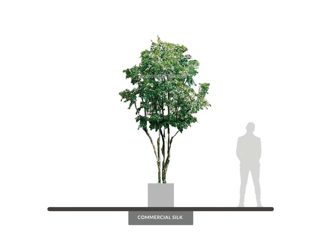 Ironwood Tree, 12' ID# IRWMX2