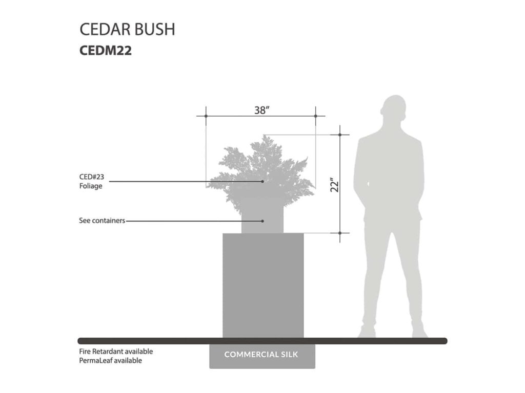 Cedar Plant ID# CEDM22+
