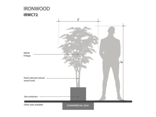 Ironwood Tree ID# IRWC72