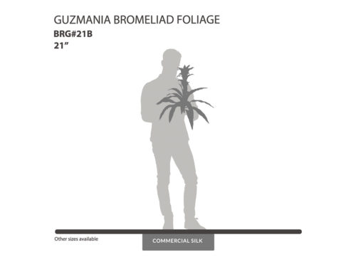 Guzmania Bromeliad Bush, Burgundy ID# BRG#21B