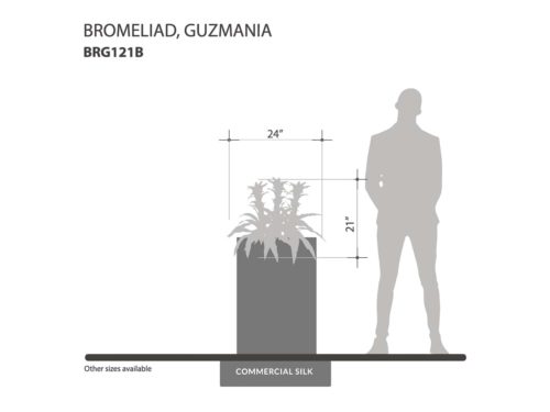 Guzmania Bromeliad (burgundy) ID# BRG121B