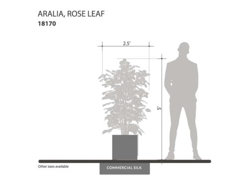 Rose Leaf Aralia Tree ID# 18170