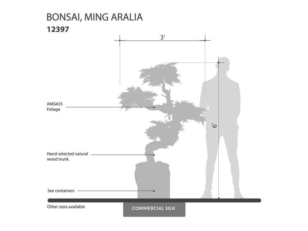 Ming Aralia Bonsai Tree ID# 12397