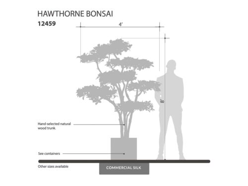 Hawthorn Bonsai Tree ID# 12459