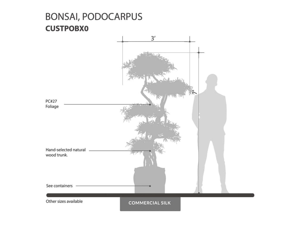 Podocarpus Bonsai Tree ID# CUSTPOBX0