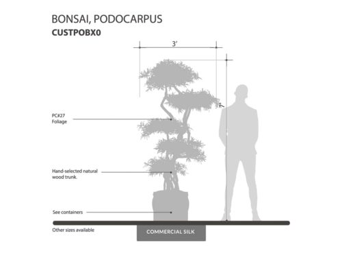 Podocarpus Bonsai Tree ID# CUSTPOBX0