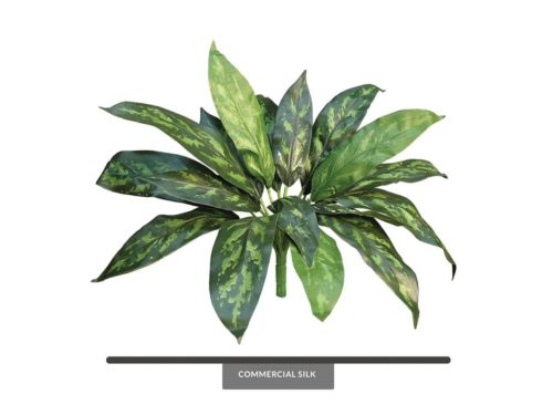 Chinese Evergreen Maria Foliage ID# CES#12M