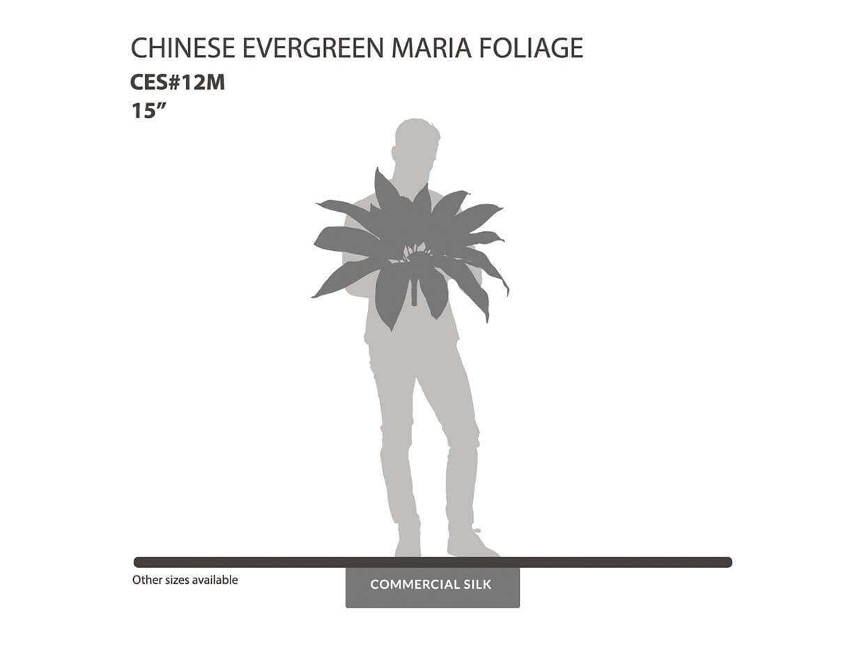 Chinese Evergreen Maria Foliage ID# CES#12M