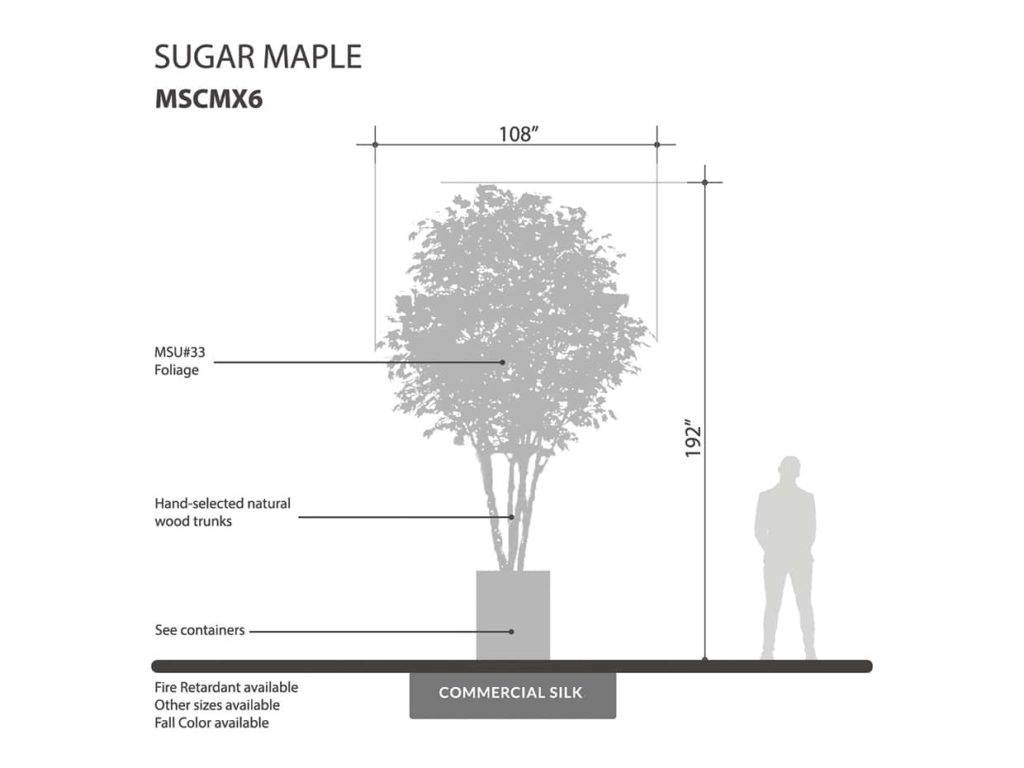 Sugar Maple Tree ID# MSCMX6