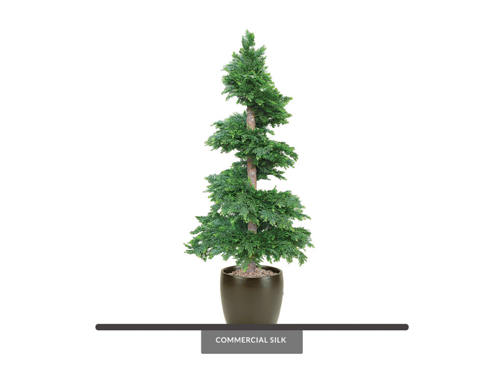Cedar Spiral Topiary