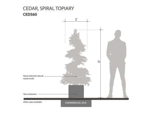Cedar Spiral Tree ID# CEDS60