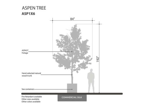 Aspen Tree, Single Stem ID# ASP1X6