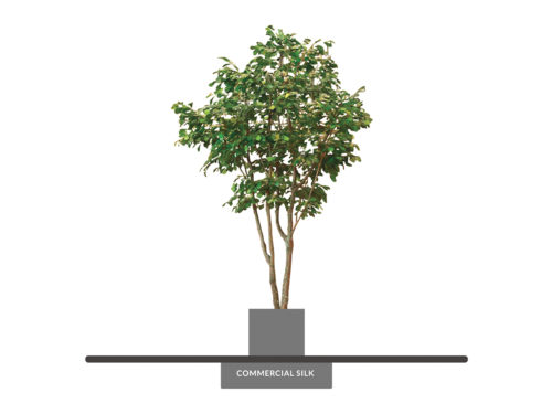 White Oak Tree ID# OKWCX6