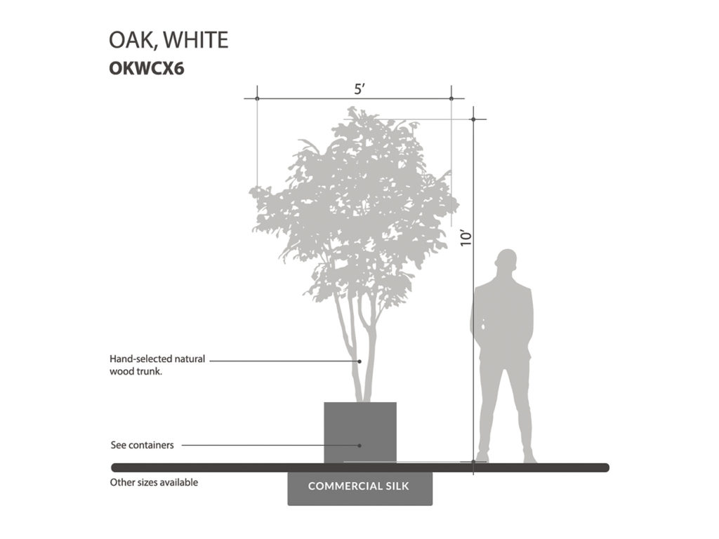 White Oak Tree ID# OKWCX6