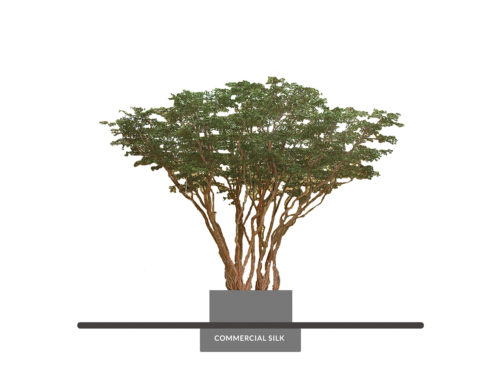 Black Olive Tree, Exotic ID# 13333