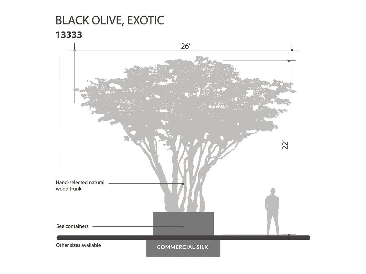 Black Olive Tree, Exotic ID# 13333
