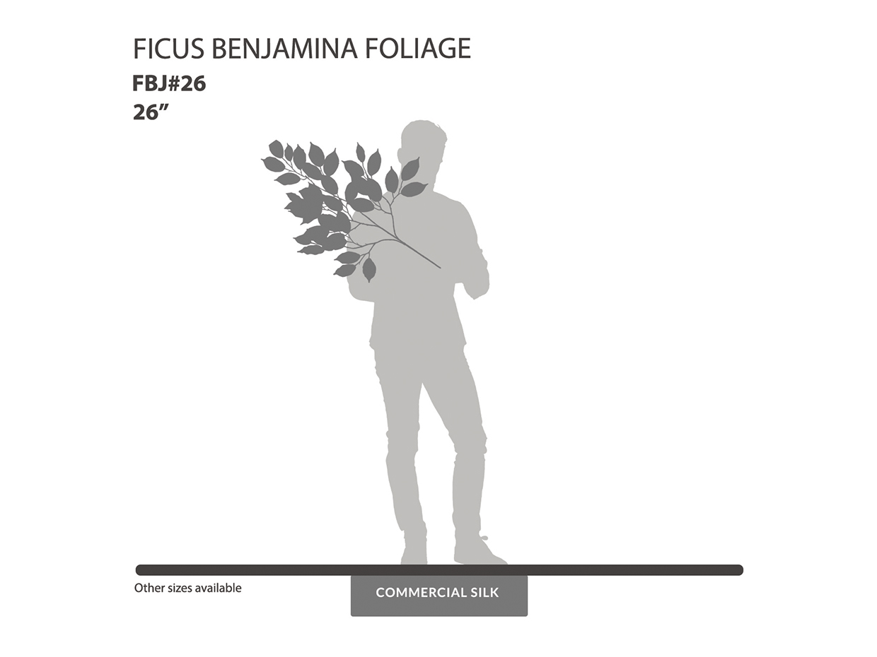 Ficus Benjamina Spray ID# FBJ#26