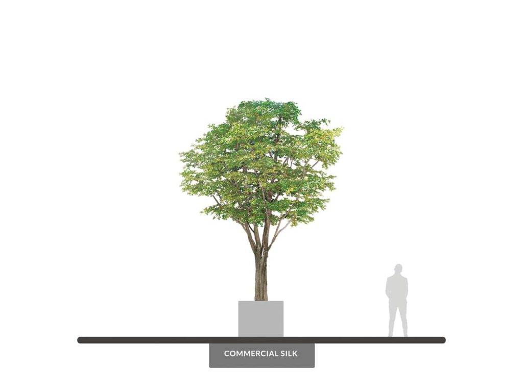 Black Olive Tree, Single Stem ID# BOOFY2-X5-18R