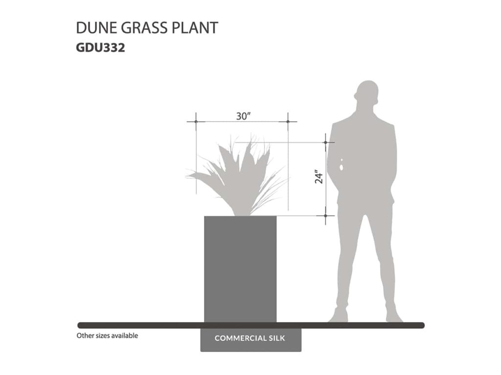 Dune Grass Plant ID# GDU332