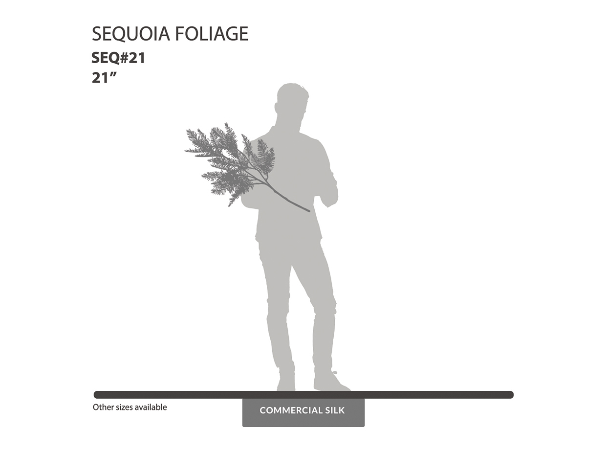 Sequoia Foliage ID# SEQ#21