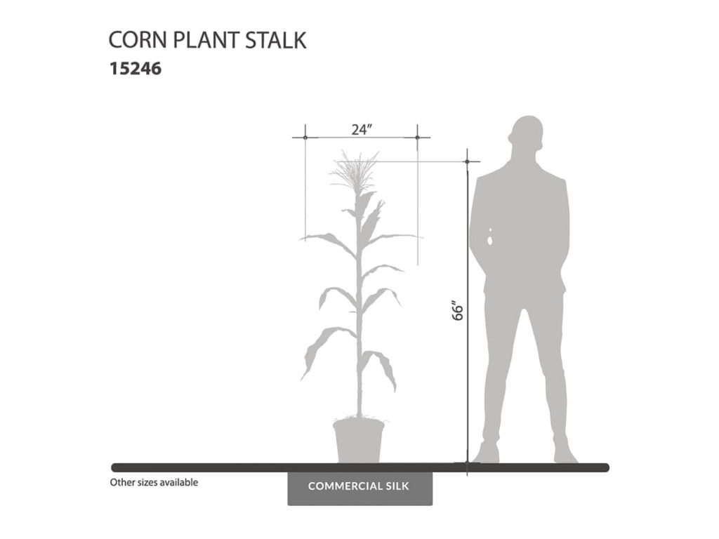 Corn Plant Stalk ID# 15246