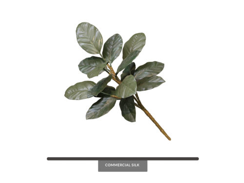 Banyan Tree Leaves ID# BNY+20B