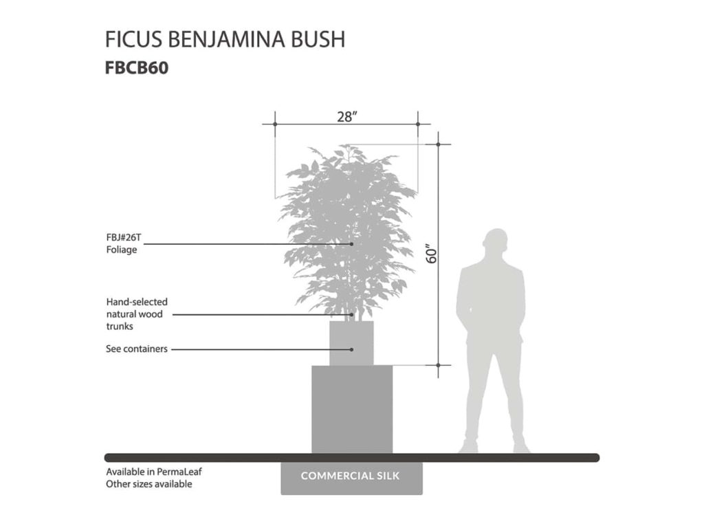 Ficus Benjamina Plant ID# FBCB60