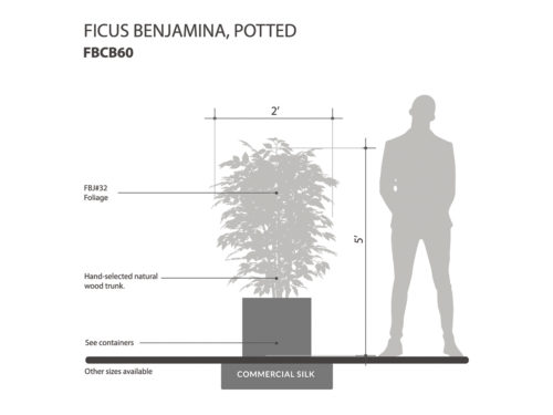 Ficus Benjamina Plant ID# FBCB60