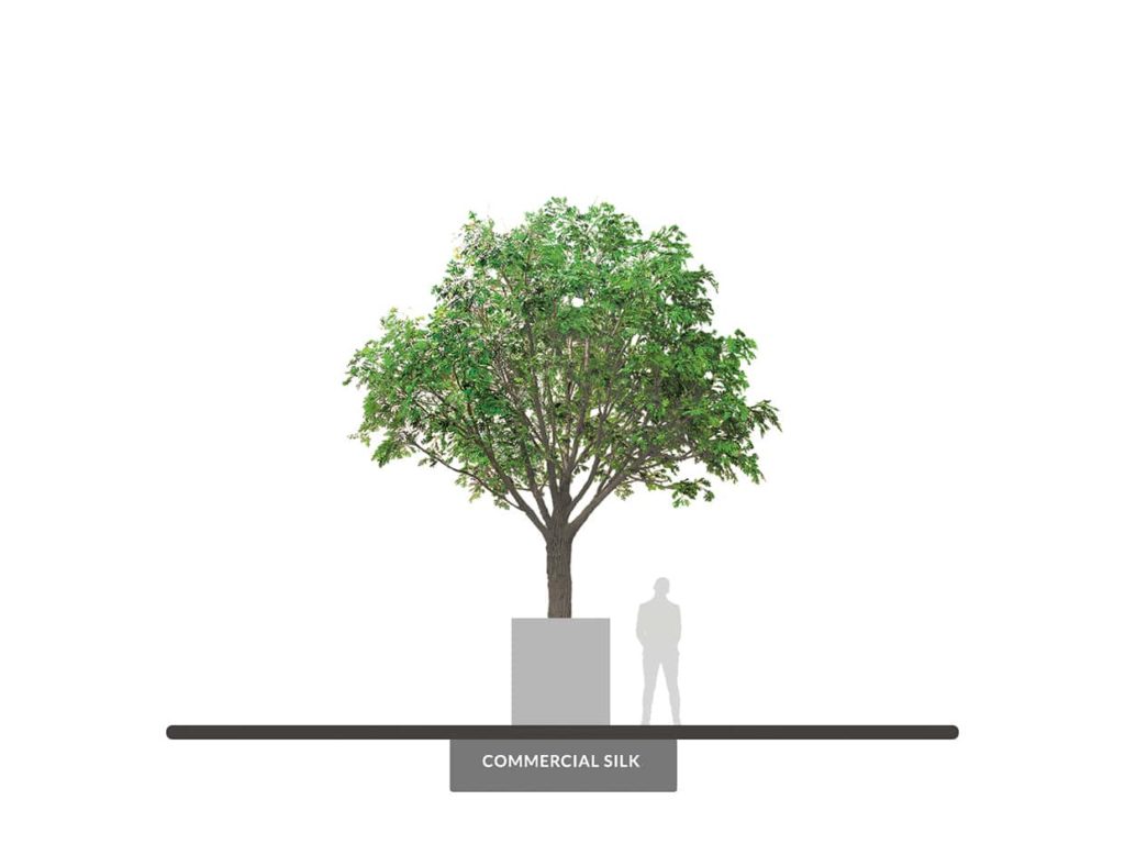 Red Oak Tree, 20' ID# 9766