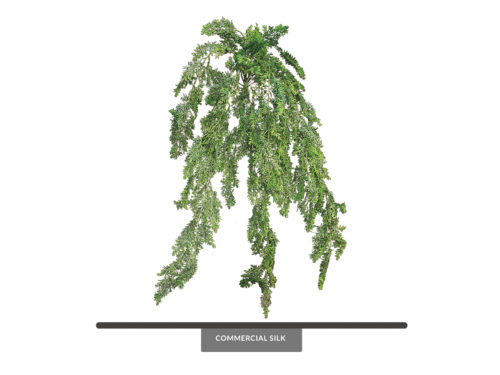 Asparagus Fern (Outdoors) ID# FEA130+