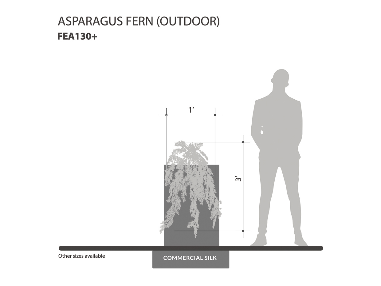 Asparagus Fern (Outdoors) ID# FEA130+