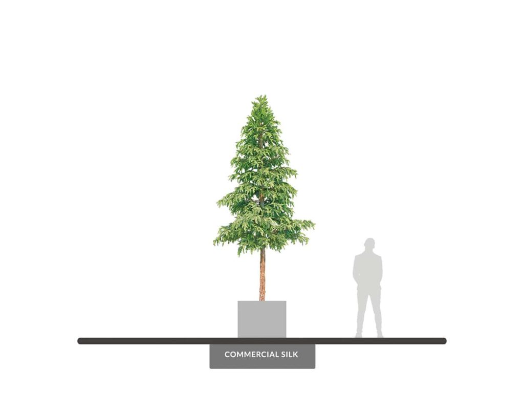 Sequoia Tree, 16' ID# SEQ1X6