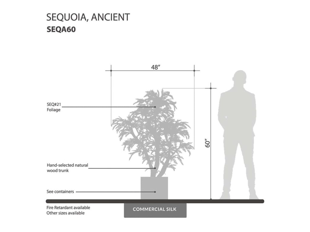 Ancient Sequoia Tree ID# SEQA60