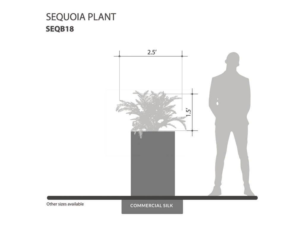 Sequoia Plant ID# SEQB18