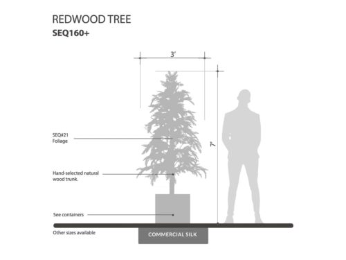 Redwood Tree, Outdoor ID# SEQ160+