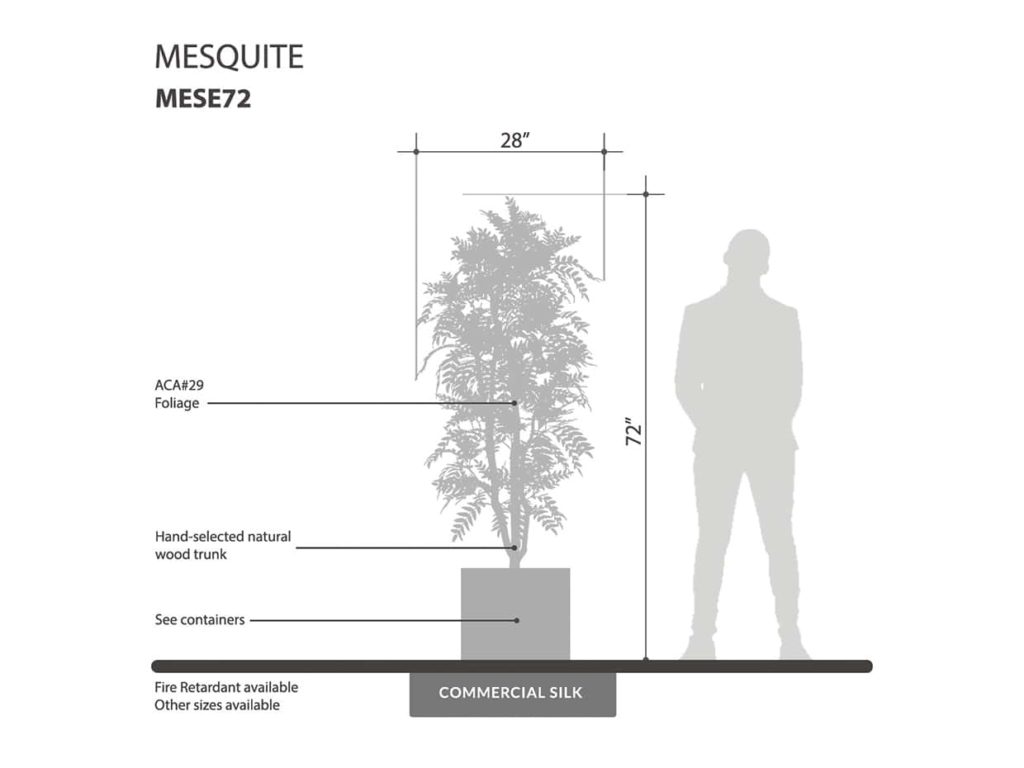 Mesquite Tree ID# MESE72