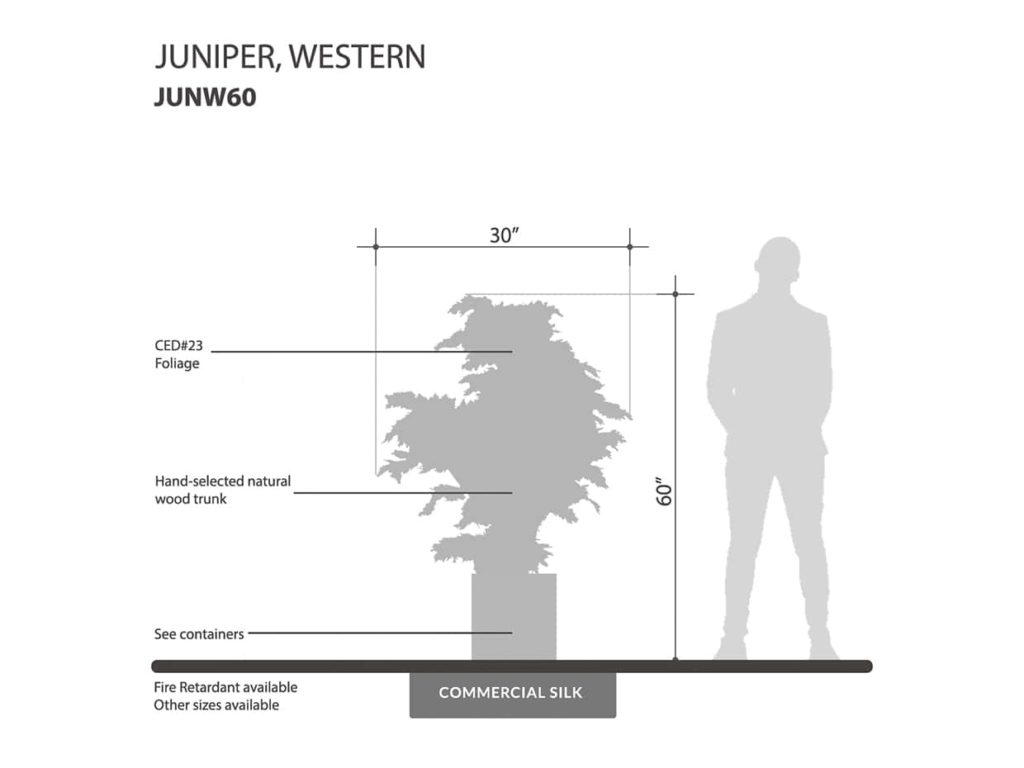 Western Juniper Tree ID# JUNW60