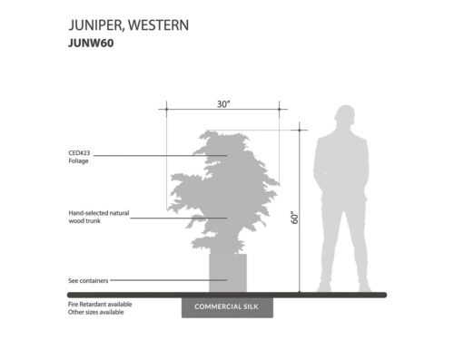 Western Juniper Tree ID# JUNW60