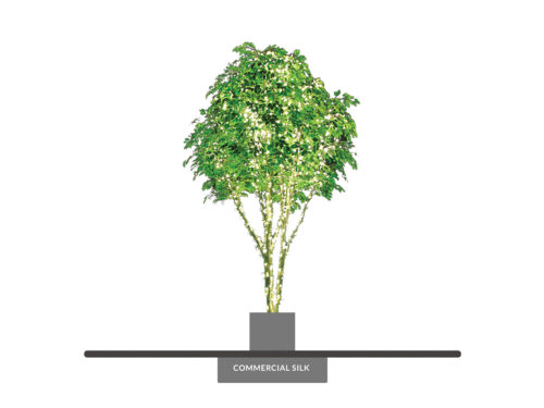 Ficus Tree, With Lights ID# 15549