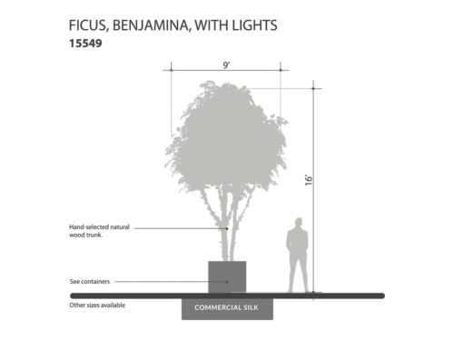 Ficus Tree, With Lights ID# 15549