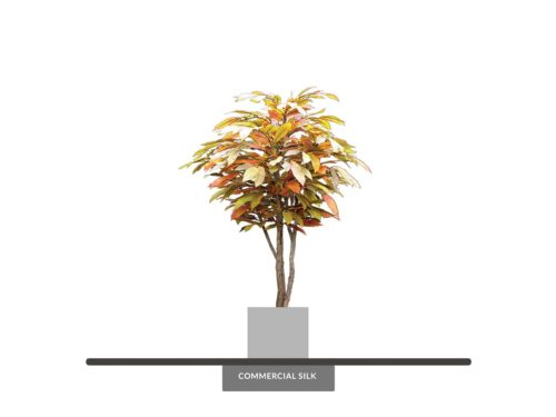 Chestnut Tree, Autumn ID# 15135