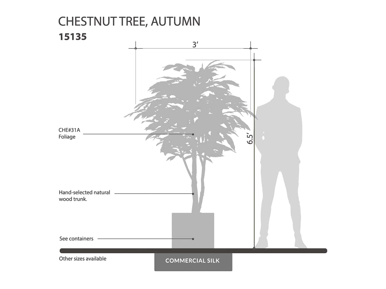 Chestnut Tree, Autumn ID# 15135