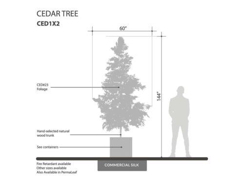 Cedar Tree ID# CED1X2