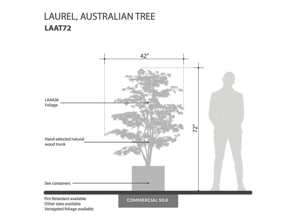 Australian Laurel Tree ID# LAAT72