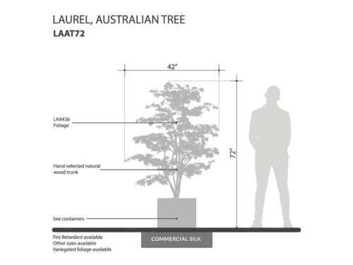 Australian Laurel Tree ID# LAAT72
